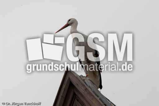 Weißstorch (10 von 20).jpg